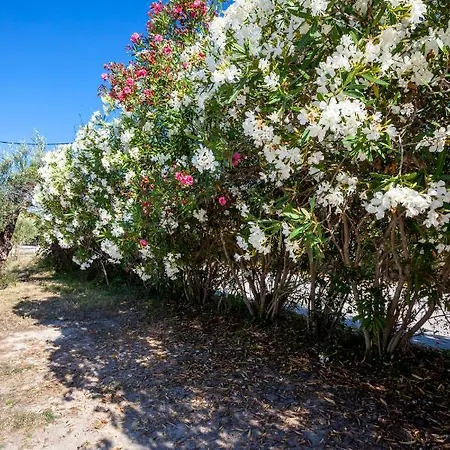 Akrotiri Summer Πευκοχώρι